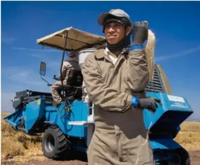 Fotografía de un trabajador agrícola junto a una cosechadora azul en un campo de trigo, ilustrando el uso de sistemas técnicos en la producción.