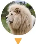 Fotografía circular de un león sobre una flecha que apunta a una tabla de valor posicional.