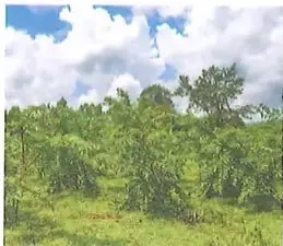 Fotografía de una planta de guayaba que invade progresivamente las islas Galápagos y desplaza a las plantas nativas.
