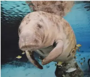 Pez o mamífero marino en agua turbia, ilustra la biodiversidad amenazada