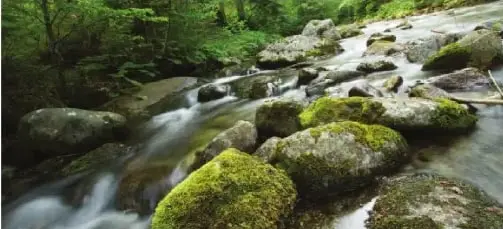 Fotografía de un arroyo entre rocas cubiertas de musgo. El pie de imagen indica que el musgo previene las inundaciones por su capacidad de retener agua.