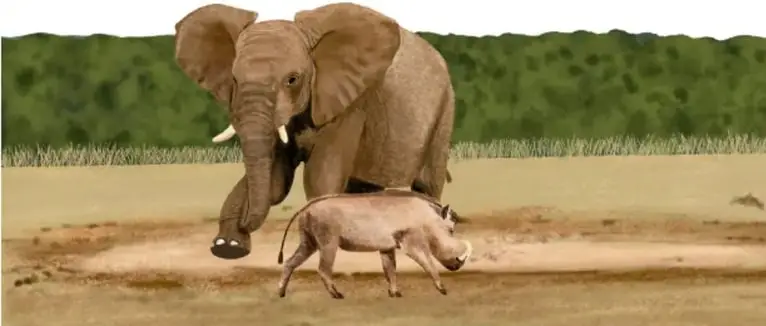 Fotografía de un elefante y un pavo salvaje compartiendo un punto de agua en la sabana, creditada a Raquel García Aguirre. Ilustra interacciones entre especies en un ecosistema.