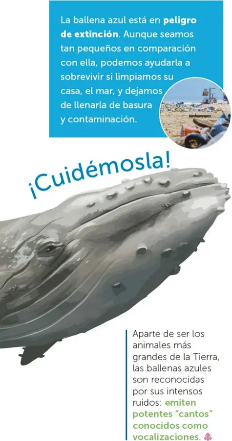 Ilustración grande de la cabeza de una ballena azul vista desde abajo, con el lema «¡Cuidémosla!».
