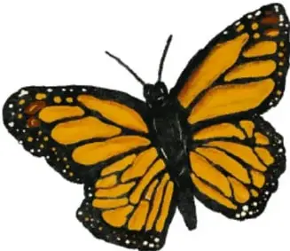 Mariposa monarca con alas naranjas y negras.