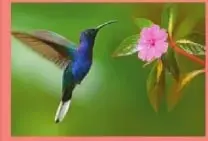 Colibrí alimentándose del néctar de una flor y participando en su polinización.