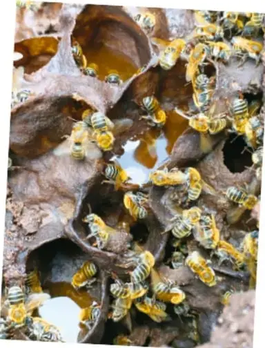 Ilustración del Códice Madrid que muestra figuras mayas y glifos relacionados con la abeja melipona.