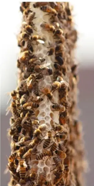 Fotografía vertical de un panal de abejas: estructura de celdas hexagonales de cera amarilla cubierta por numerosas abejas amarillas y negras.