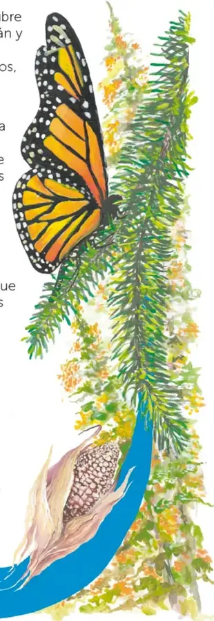 Ilustración al óleo de una mariposa monarca grande con las alas abiertas sobre ramas verdes llenas de flores amarillas, junto a una elote envuelta en hojas sobre fondo azul; crédito del ilustrador: José Alfredo Jiménez Martínez.