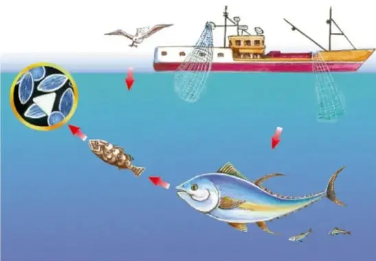 Ilustración marina: un barco pesquero en la superficie con una red, aves marinas, y bajo el agua varias cadenas tróficas: fitoplancton en círculo, un pez pequeño, un pez grande y flechas rojas que indican el flujo de energía. Se relaciona con el dibujo señalador del proyecto.