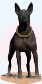 Foto de una vaca, rótulo 'Animales: vaca', y de un xoloitzcuintle (perro azteca).