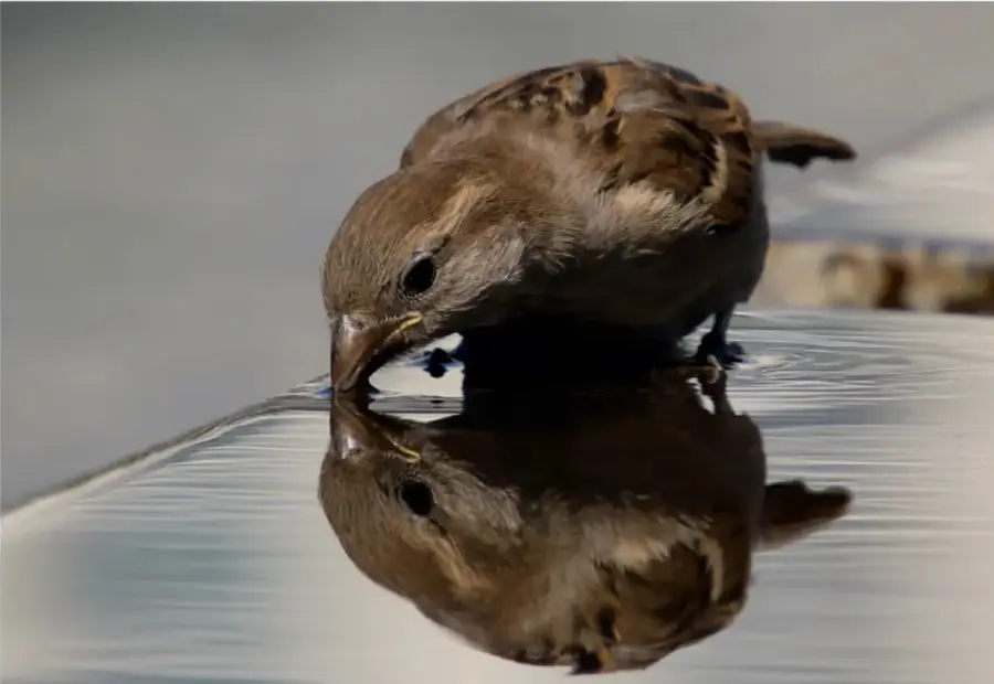 Fotografía de un gorrión bebiendo agua de una superficie reflectante, donde se ve su reflejo.
