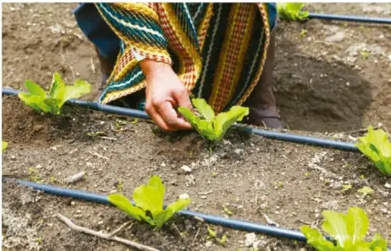 Fotografía de una agricultora sembrando plantines de lechuga en surcos con sistema de riego por goteo (tubos negros), ilustrando el uso eficiente del agua de riego.