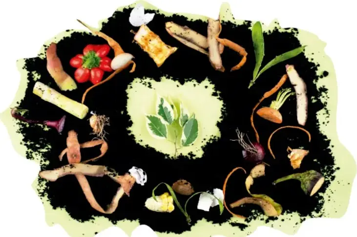 Ilustración de una composta: sobre una base de tierra oscura se observan residuos orgánicos vegetales como jitomates, zanahorias, hojas verdes, cáscaras y raíces, con un brote verde al centro.