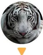 Fotografía circular de un tigre blanco sobre una flecha que apunta a una tabla de valor posicional.