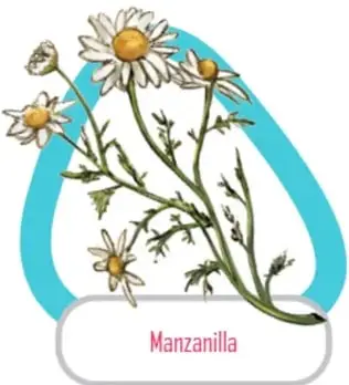 Manojo de tomillo. Ilustraciones de Belén Itzel Nopal Alvarado, Estado de México.