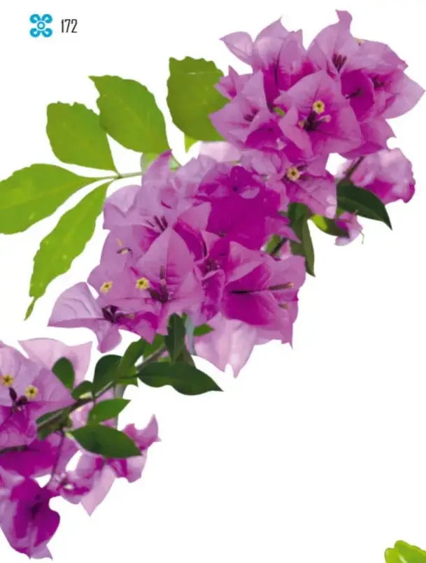 Racimos densos de flores de bugambilia de color morado con hojas verdes sobre fondo blanco.