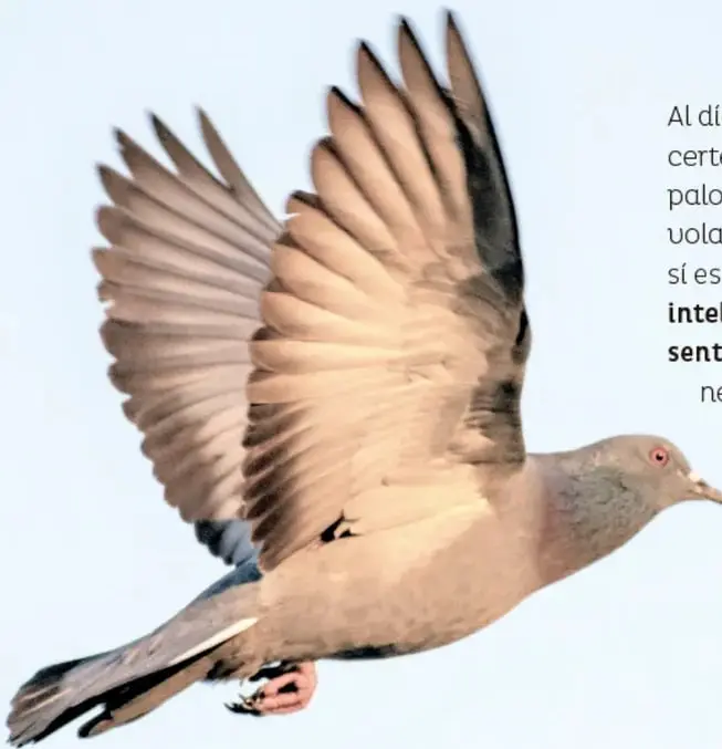 Fotografía de una paloma mensajera volando con las alas extendidas contra un cielo azul claro.
