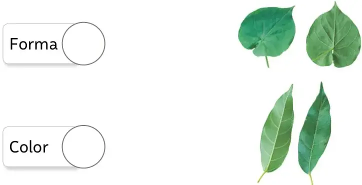 Cuatro hojas verdes: dos redondeadas con forma de corazón y dos alargadas y puntiagudas.