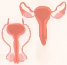 Figura 1 de Ciencias Naturales 8° · Egb 8 Ciencias Naturales 2025 · 2025
