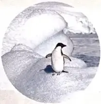 Fotografía circular de un pingüino sobre hielo, relacionada con el texto informativo sobre la Antártida.