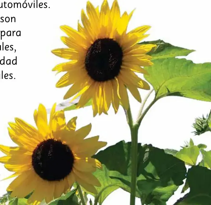 Fotografía de dos girasoles con pétalos amarillos y centro café oscuro, sobre un fondo blanco.