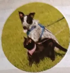 Un perro y un gato, relacionados con el texto sobre el cuidado y la protección de los animales.