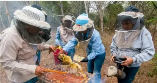 Un grupo de cuatro personas con redes faciales y ropa de trabajo extrae miel de un panal sobre un recipiente metálico en un entorno boscoso. Representa la etapa de recolección.