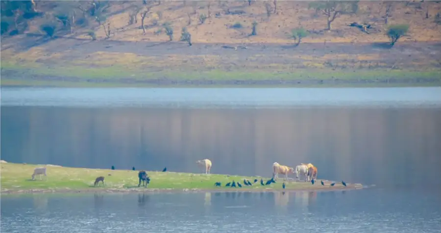 Fotografía panorámica de un lago (la presa) con cerros áridos al fondo y una península donde pastan varios équidos (burros y caballos) rodeados de aves negras.