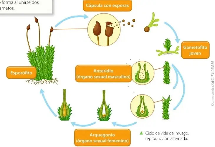 Recurso de competencia digital que invita a observar un video sobre las plantas sin semillas del Ecuador.