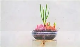 Figura 2 de Ciencias Naturales 9° · 2025
