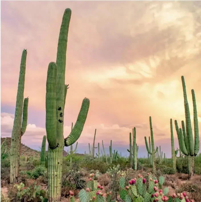 Fotografía de un paisaje árido con grandes cactus columnares (cardones) y cactáceas de bajo crecimiento con frutos rojos, bajo un cielo con nubes teñidas por la luz del atardecer.