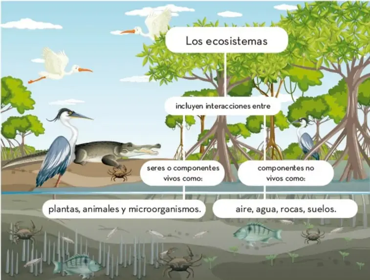 Ilustración de un ecosistema de manglar con aves, cocodrilo, cangrejos, peces y árboles; incluye un organizador gráfico que clasifica los componentes del ecosistema en seres vivos (plantas, animales y microorganismos) y componentes no vivos (aire, agua, rocas, suelos).