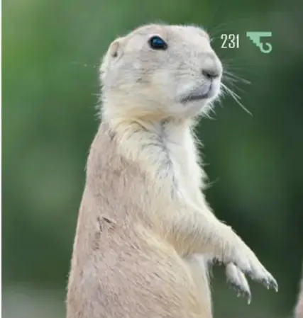 Fotografía de un roedor claro erguido sobre sus patas traseras en un fondo verde; sin etiqueta, parece un perrito llanero.