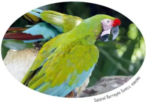 Dos guacamayas verdes posadas en una rama seca con cola amarilla y alas azules. Crédito: Salatiel Barragán Santos, Veracruz.