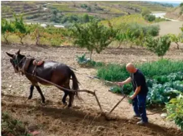 Fotografía de un campesino arando un campo con un animal de carga (burro o mula) en un terreno con vegetación, representando la agricultura tradicional.