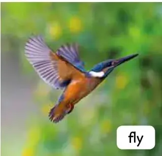 Ave volando, etiqueta 'fly'.