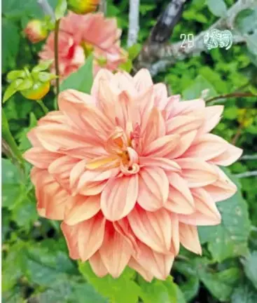 Dalia color salmón completamente abierta.