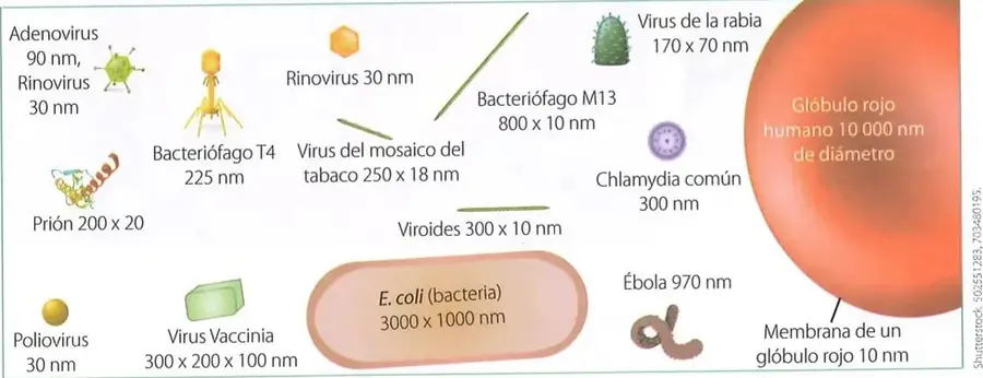 Figura 3 de Ciencias Naturales 8° · Egb 8 Ciencias Naturales 2025 · 2025