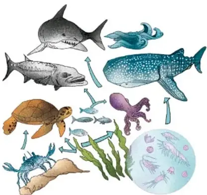 Cadena alimentaria marina: algas y fitoplancton en la base, crustáceos, tortuga, pulpo, pequeños peces, tiburón y ballena de pico, con flechas que indican el flujo de energía. Crédito: Tania Villanueva López, Puebla.