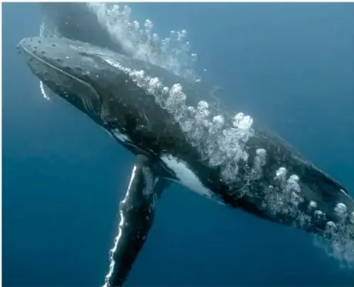 Ballena jorobada nadando bajo el agua, con burbujas alrededor y aleta pectoral larga y blanca.