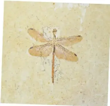 Fotografía de un fósil de insecto (libélula) con alas y cuerpo completos impresos en una piedra clara.