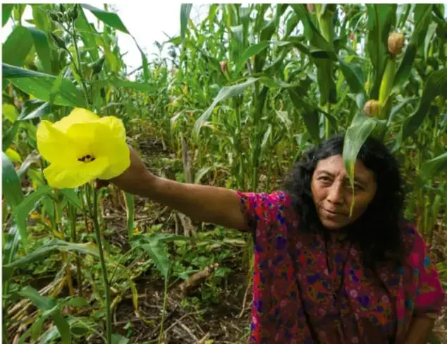 Fotografía de una mujer en plena milpa, con vestido floreado, que sostiene una flor amarilla entre plantas de maíz y enredaderas.