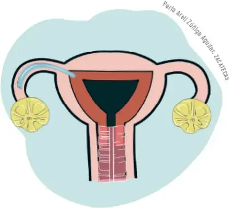 Ilustración de una maqueta del aparato reproductor femenino con materiales reciclados, mostrando útero, trompas y ovarios.