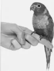 Fotografía de un loro posado en la mano de una persona.