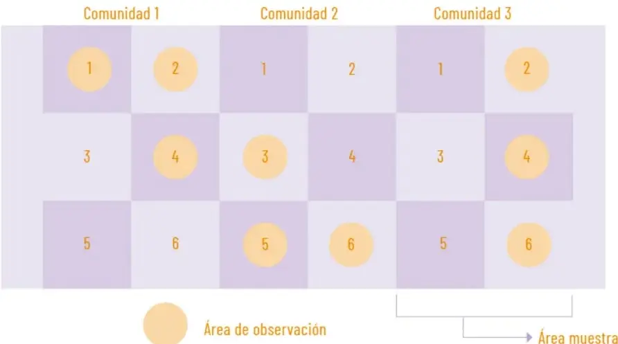 Cuadrícula con tres comunidades y divisiones numeradas del 1 al 6, con círculos que indican áreas de observación y un área muestral señalada.
