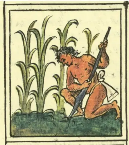 Ilustración de un hombre de un pueblo originario trabajando la tierra con un bastón plantador entre plantas de maíz.