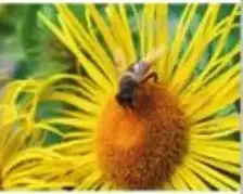 Abeja libando néctar de un girasol amarillo.