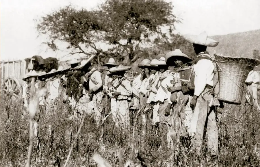 Fotografía histórica titulada «Campesinos en la cosecha, ca. 1915», fotomecánico, acervo INEHRM: grupo de campesinos con sombreros de ala ancha y canastas cosechando en un campo, con un carro al fondo.