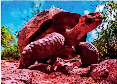 Tortuga gigante de la isla Santa Cruz, en Galápagos.
