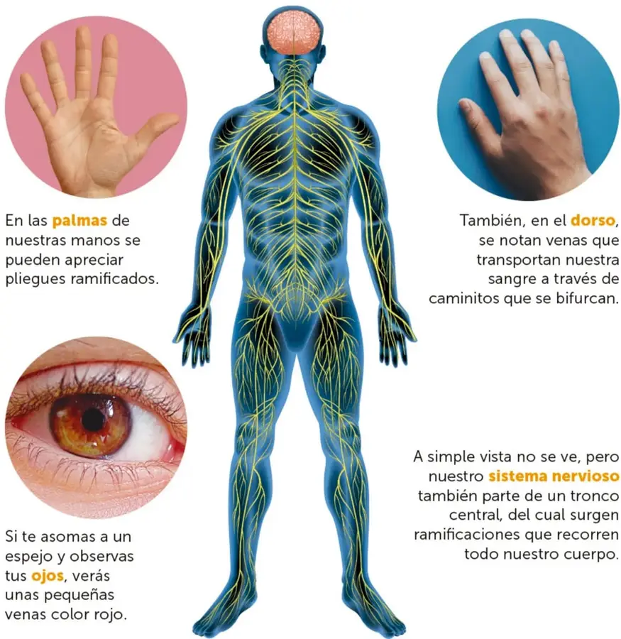 Figura humana de frente en tonos azules que muestra en amarillo el sistema nervioso ramificado desde el cerebro hasta manos y pies.